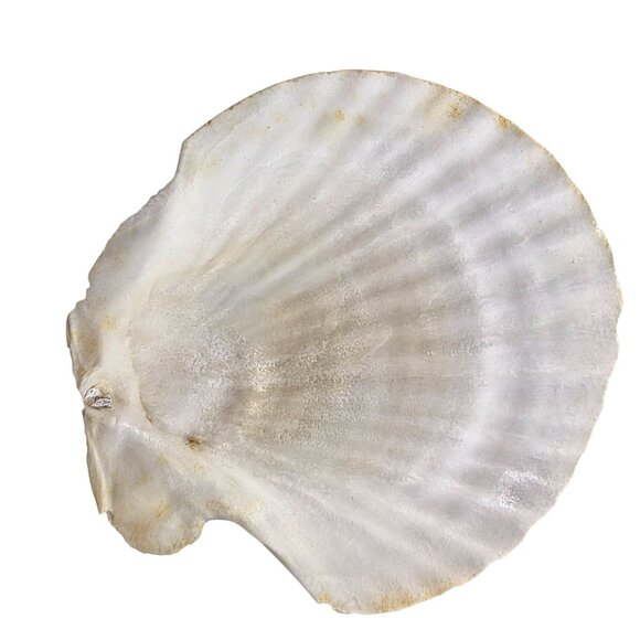 Set Of 7 White Scallop Seashells For Crafting Decor Or Beach-Themed Projects - Picture 15 of 16